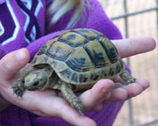 פינת חי בגברעם, חנוכה לילדים, אטרקציות לילדים בדרום